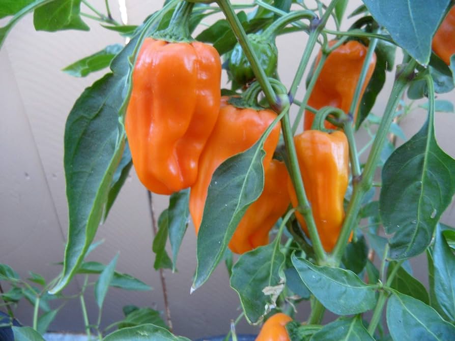 Gourmet (Petit Marseillais Pepper) for planting in garden